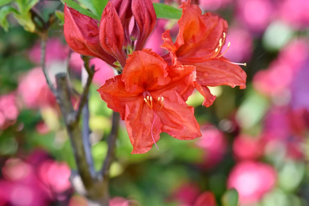 Red Rhododendron Petals Blooming Fuzzy Stamen