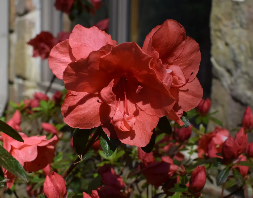 Red Rhododendron Petals Blooming Green warm Leaves