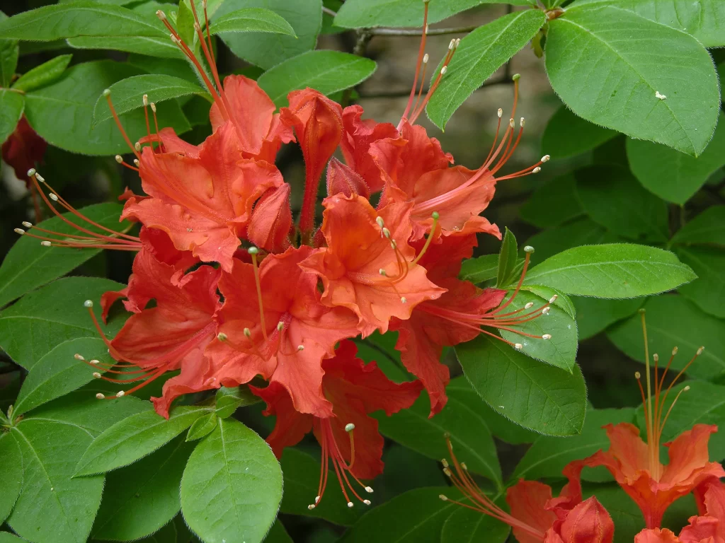 Red Rhododendron Petals Blooming Green warm Leaves