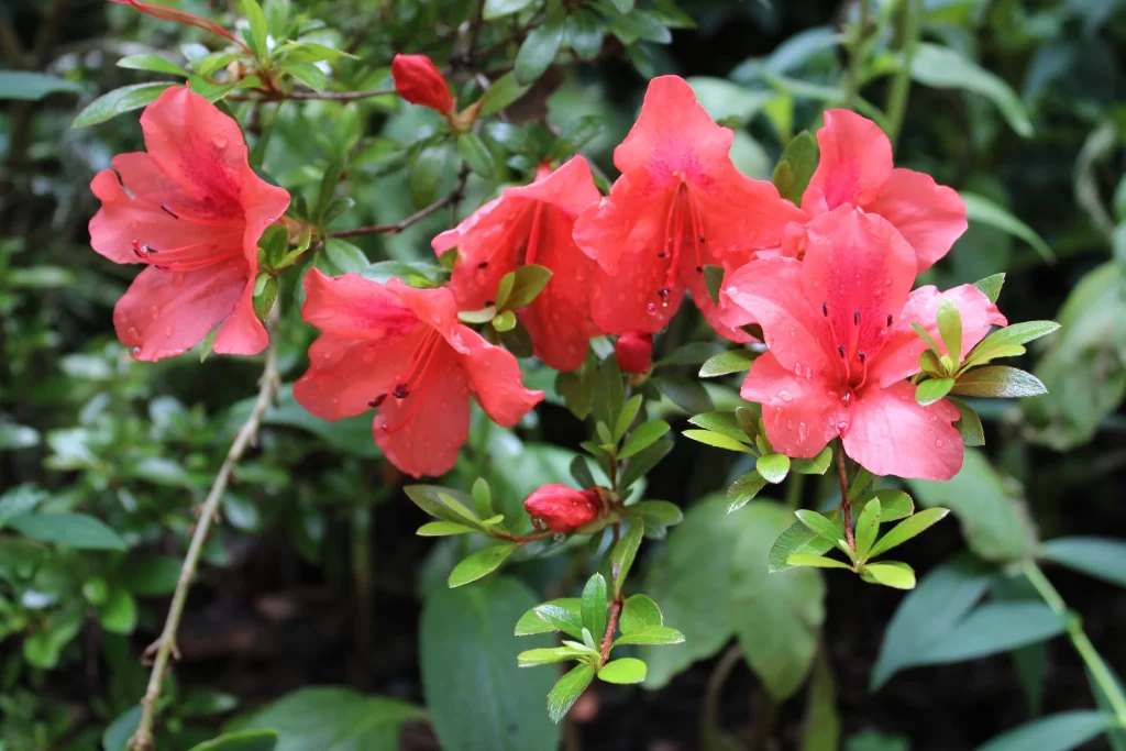 Red Rhododendron Petals Dewdrops Green Leaves