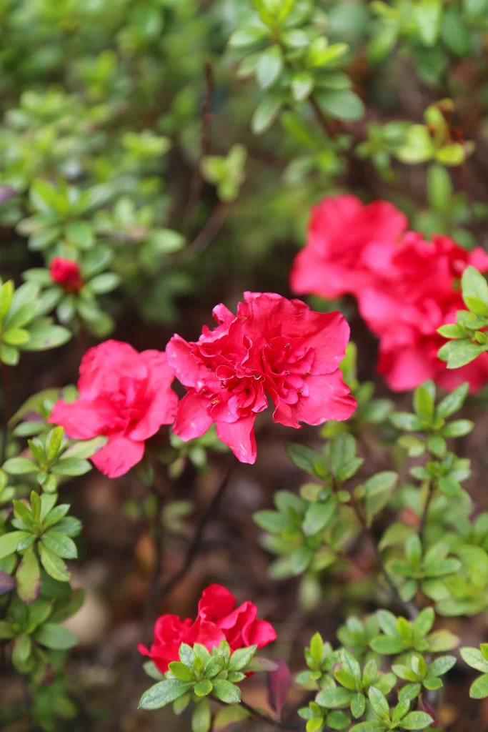 Red Rhododendron Petals Dense Green Leaves
