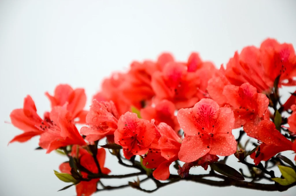 Red Rhododendron Petals Dewdrops Vibrant Blooming