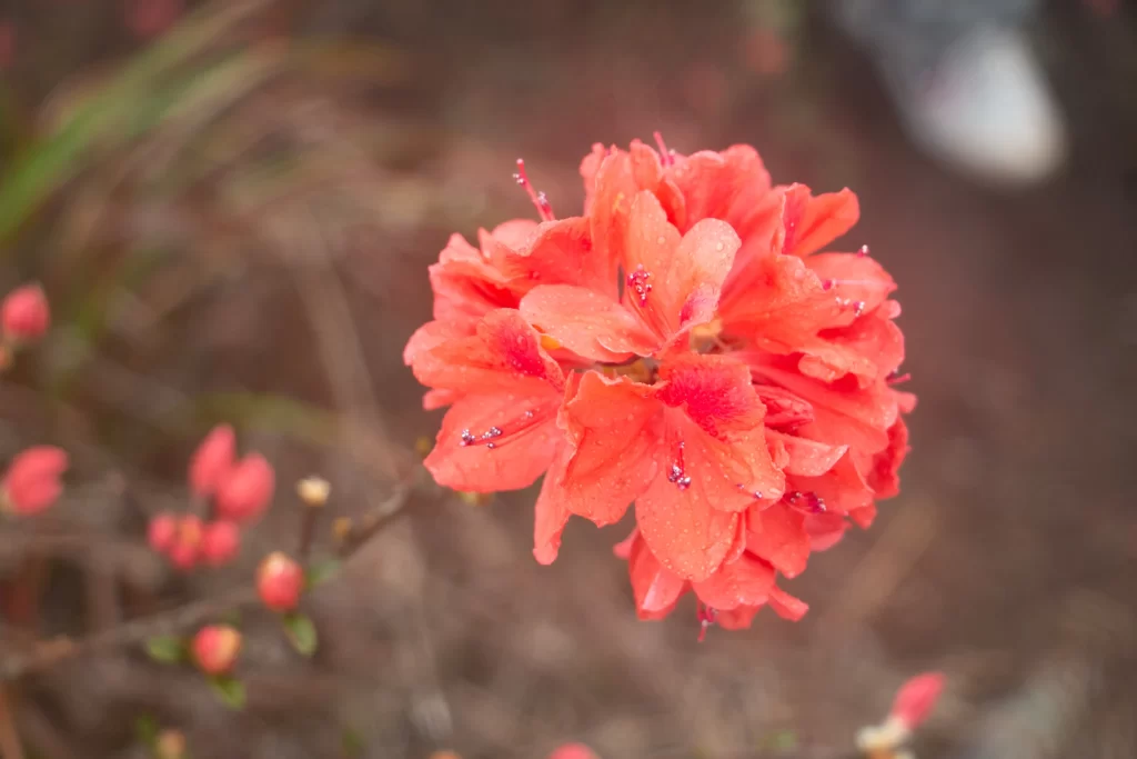 Red Rhododendron Petals Dewdrops Blooming