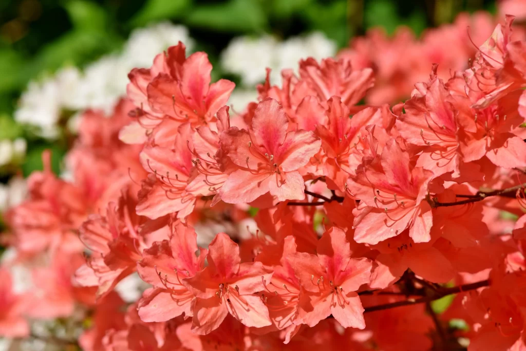 Red Rhododendron Petals Dense Sunlit