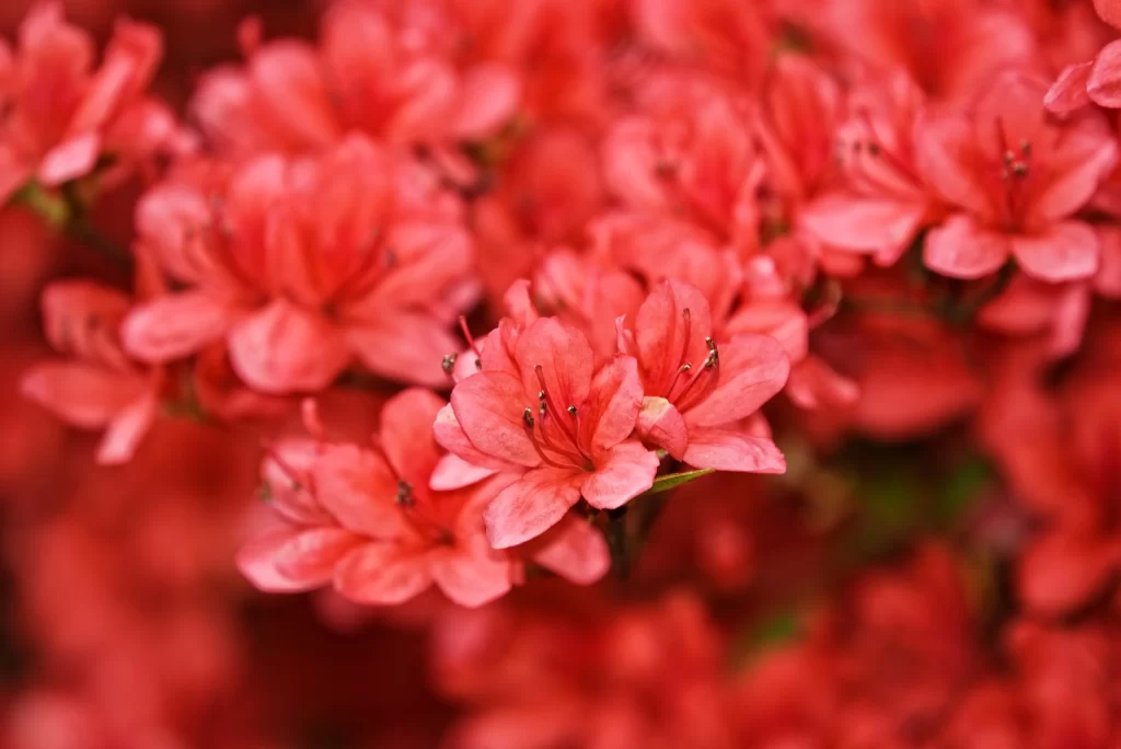 Red Rhododendron Petals Dense Cluster
