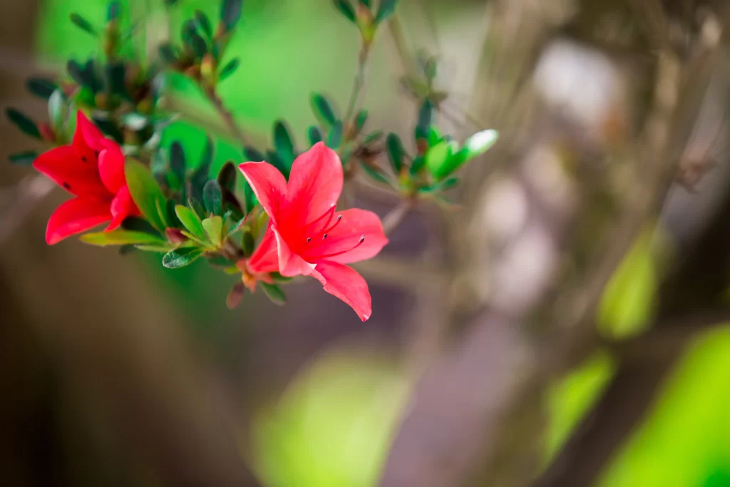 Red Rhododendron Petals Green warm Leaves