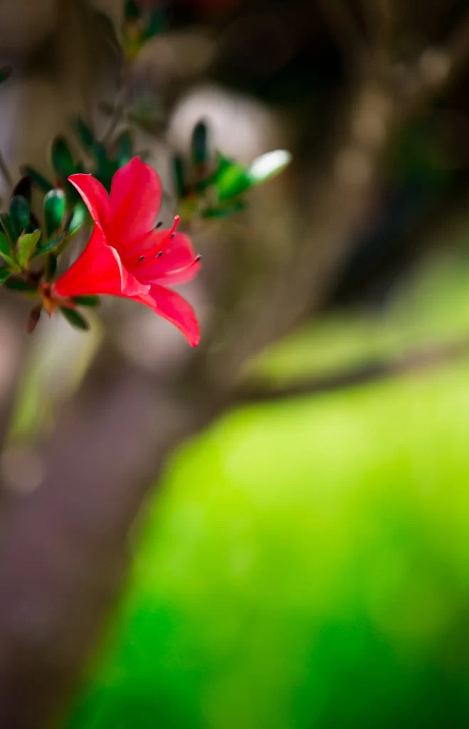 Red Rhododendron Petals Green warm Leaves
