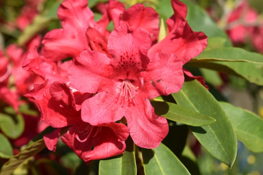 Red Rhododendron Petals Green warm Leaves