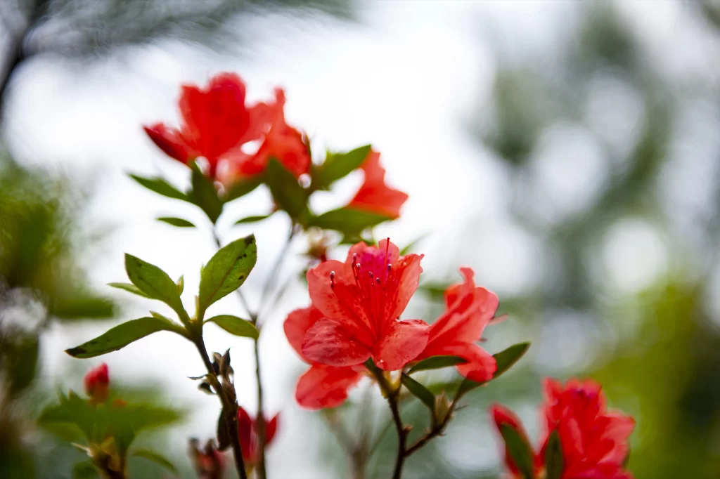 Red Rhododendron Petals Green gray Leaves