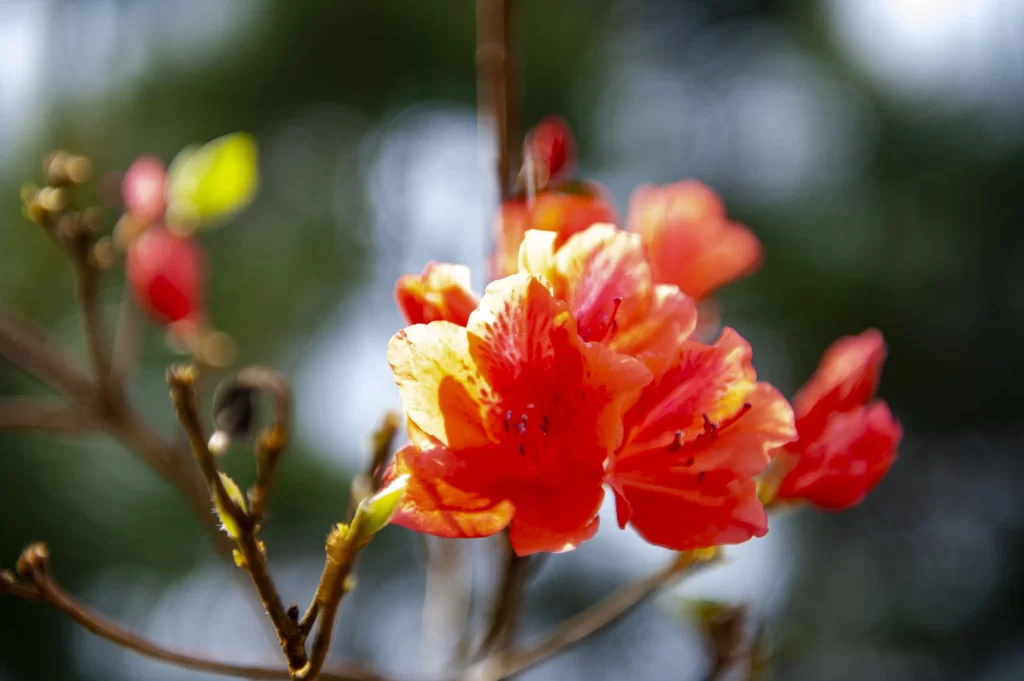 Red Rhododendron Petals Sunlight Branches