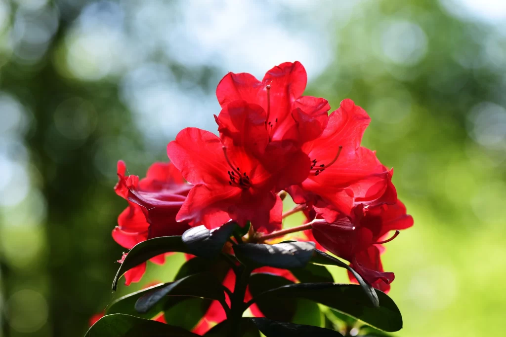 Red Rhododendron Petals Sunlight Greenery