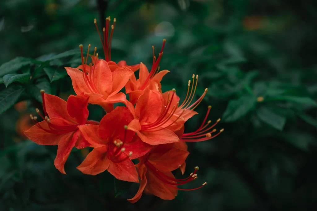 Red Rhododendron Petals Stamen Dark Green