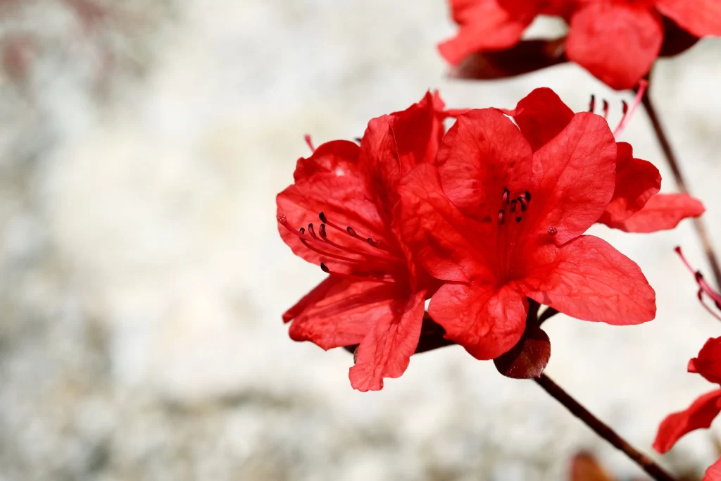 Red Rhododendron Petals Stamen Dark Background
