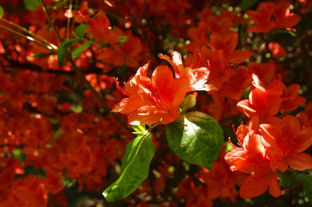 Red Rhododendron Petals Sunlight Green Leaves