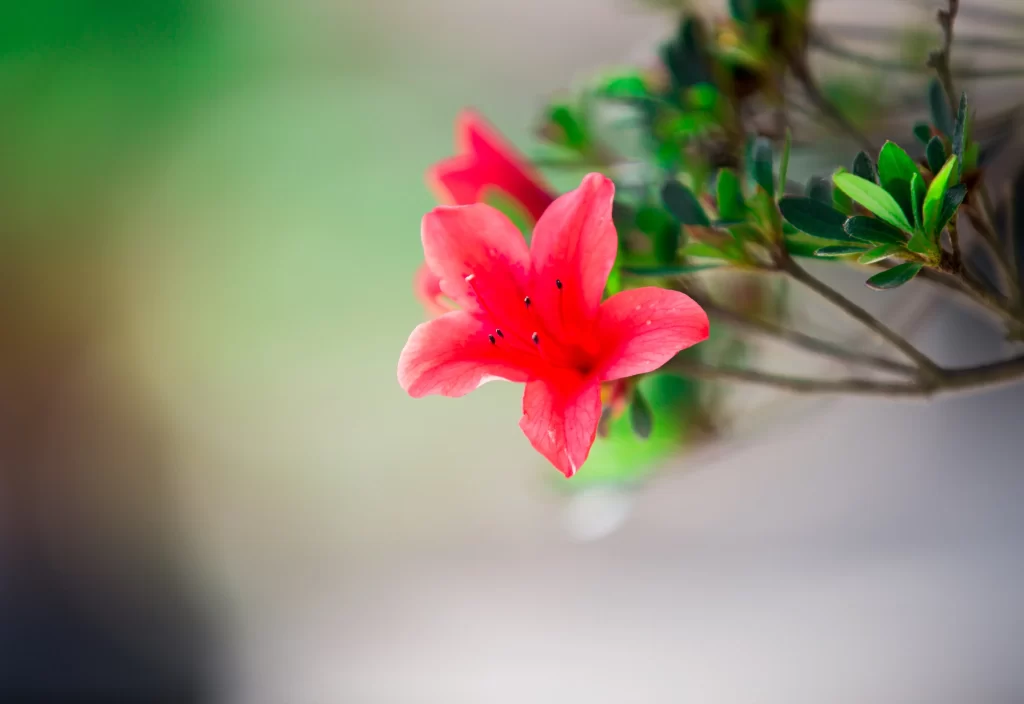 Red Rhododendron Petals Vibrant Green Leaves