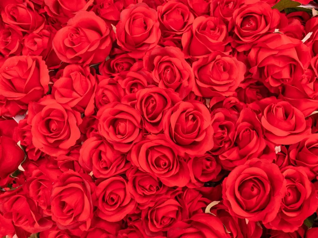 Red Rose Blooms Green Leaves