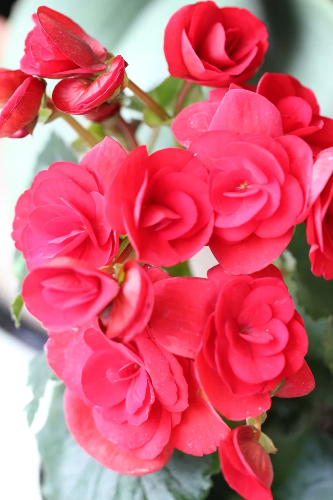 Red Rose Petals Blooming