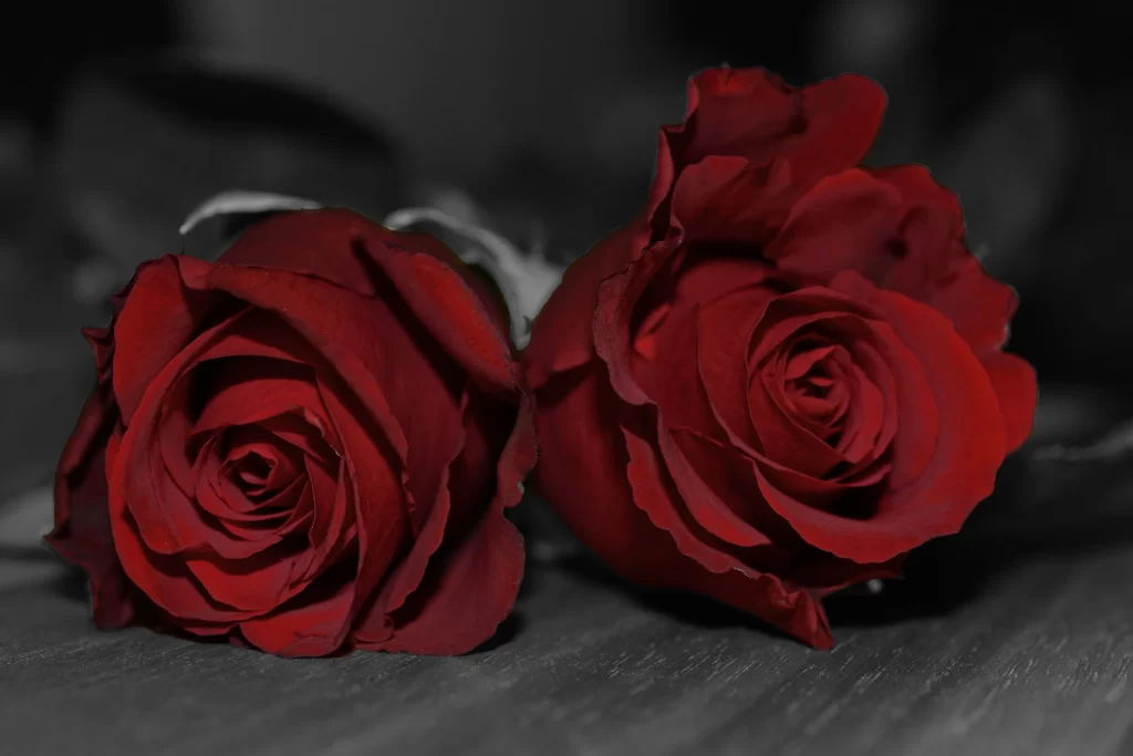 Red Rose Petals Dark Background