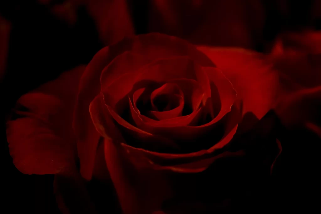 Red Rose Petals Dark Background