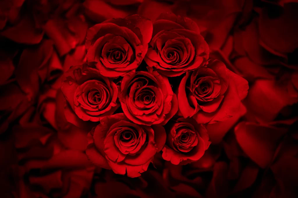 Red Rose Petals Dark warm Background