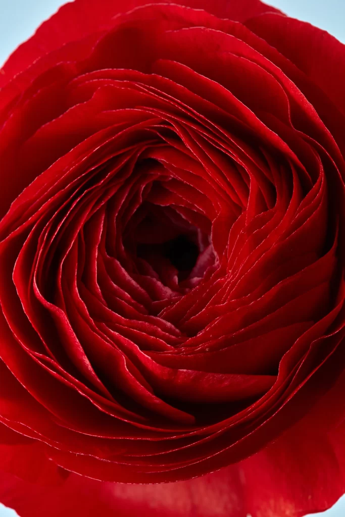 Red Rose Petals Deep Red Center
