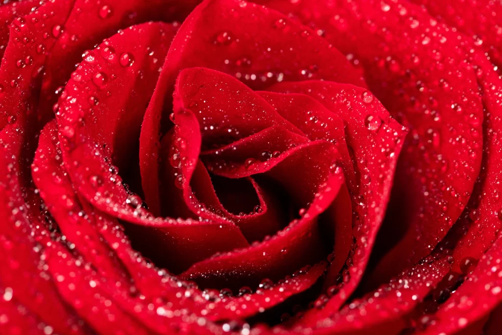 Red Rose Petals Dew Drops