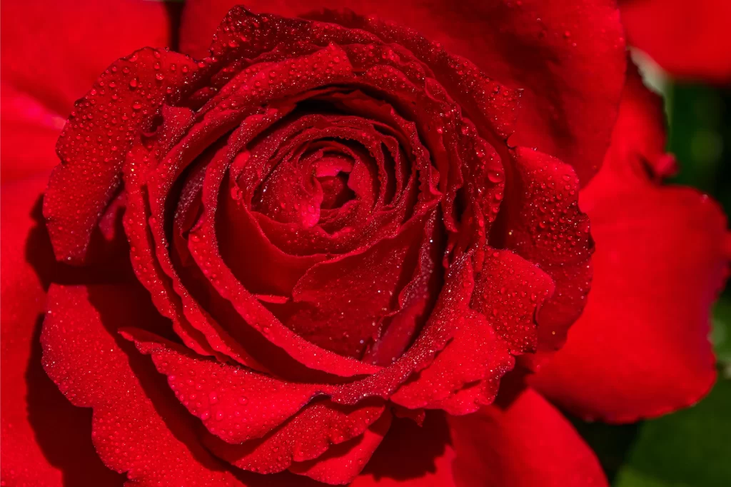 Red Rose Petals Dewdrops Green Foliage