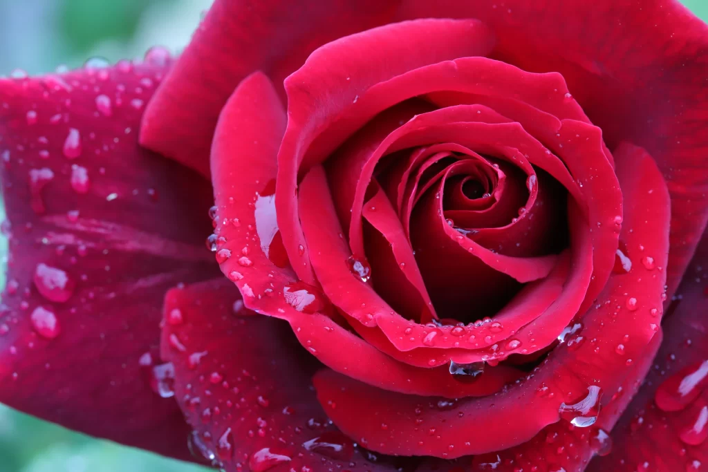 Red Rose Petals Green Background Dewdrops