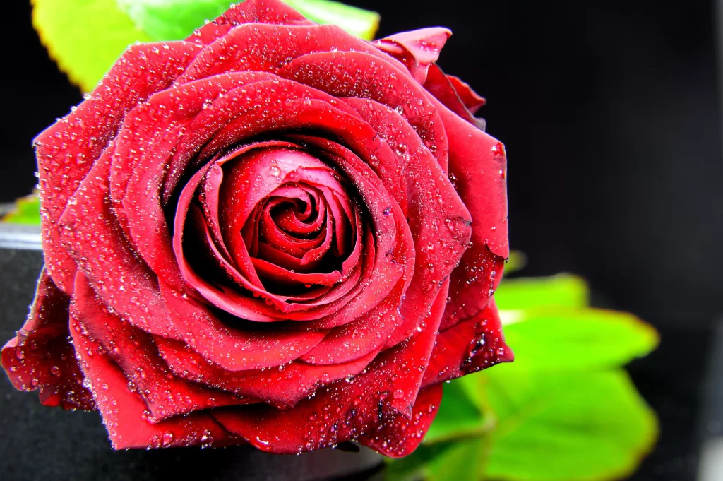 Red Rose Petals Green Leaves Black warm Background
