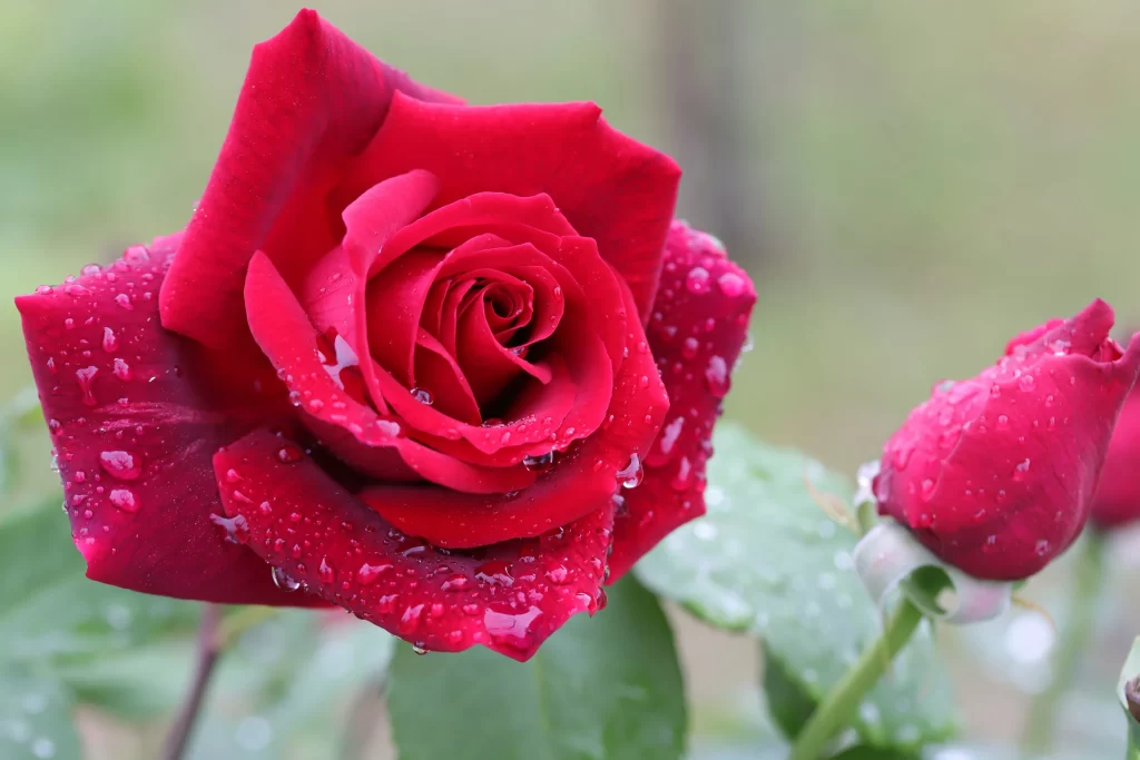 Red Rose Petals Green Leaves warm Dewdrops