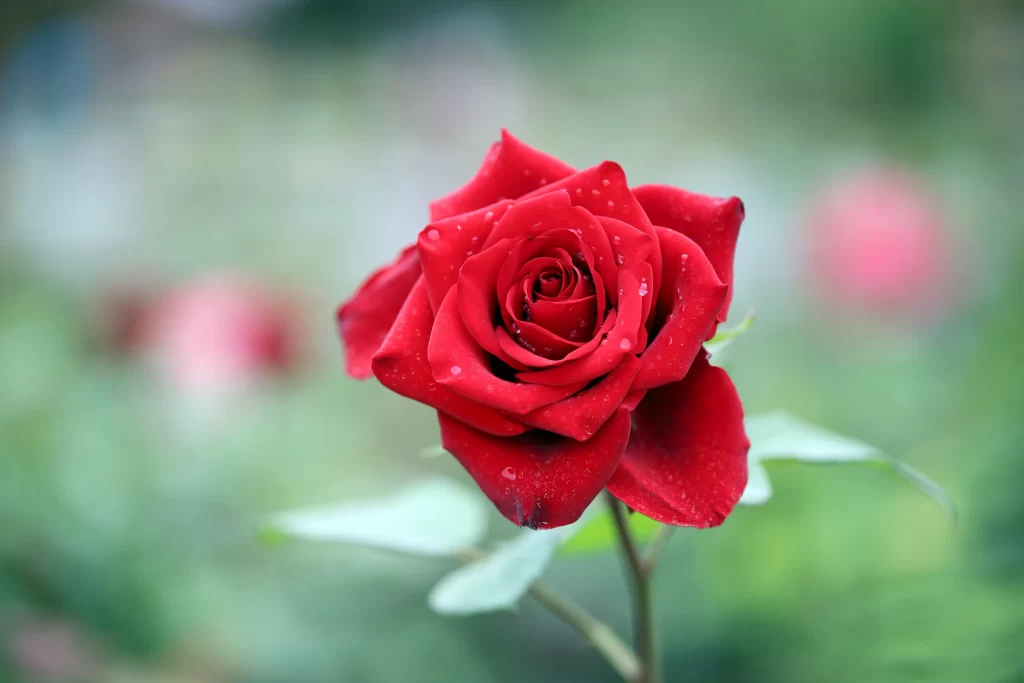 Red Rose Petals Green Leaves Garden