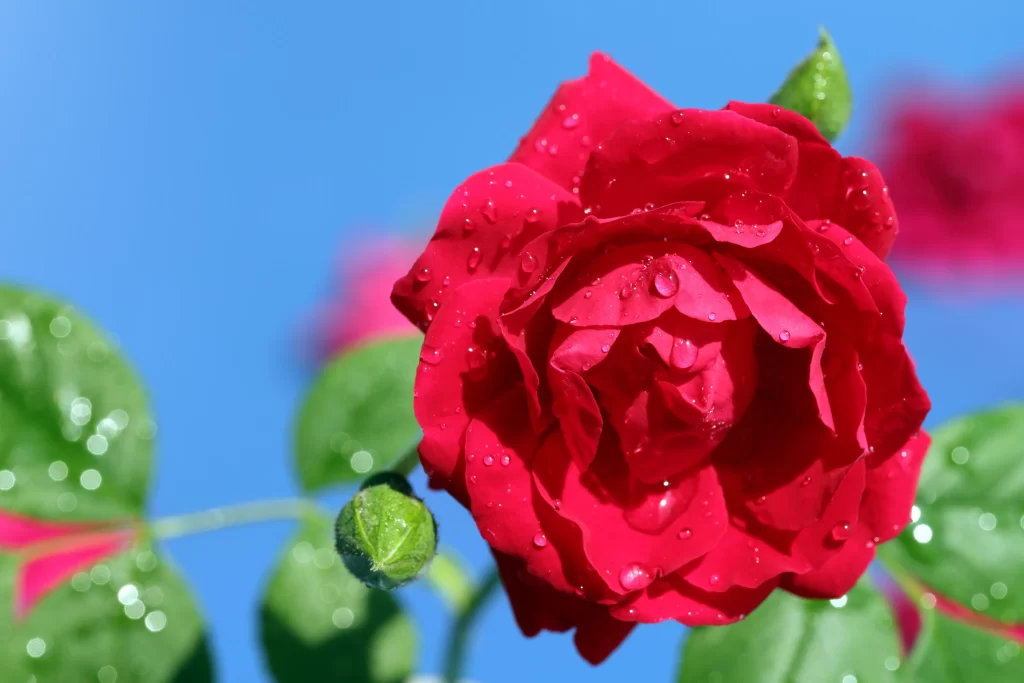 Red Rose Petals Green Leaves Blue Sky