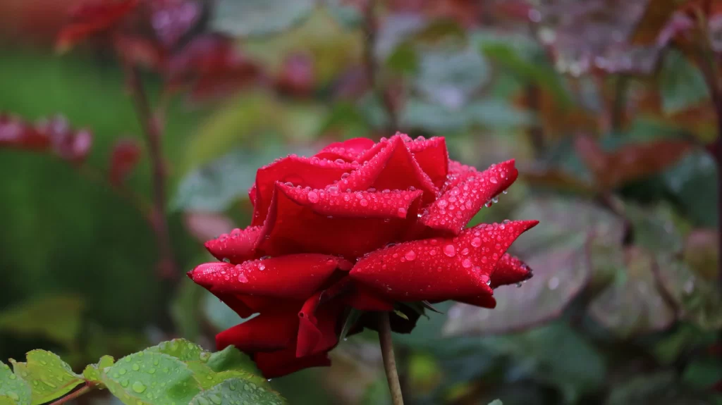 Red Rose Petals Green Leaves gray Dewdrops