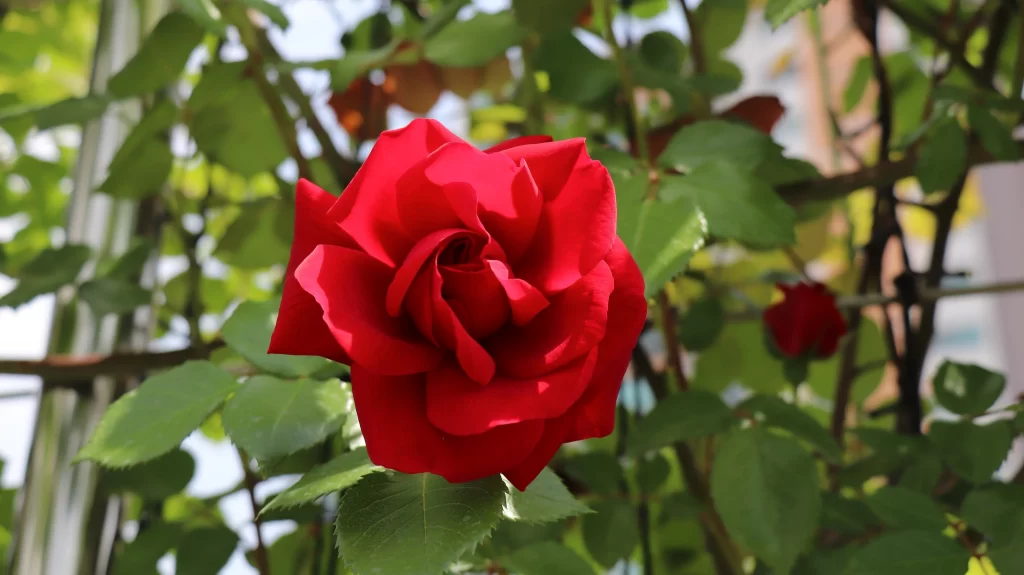 Red Rose Petals Green Leaves Sunlight