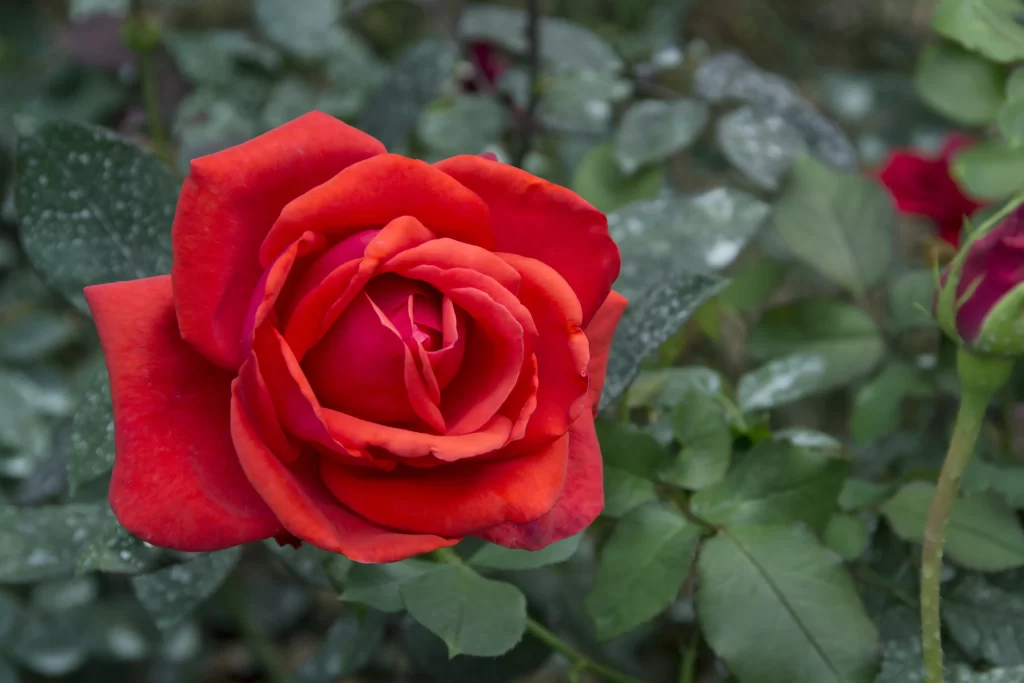 Red Rose Petals Green Leaves warm Dewdrops