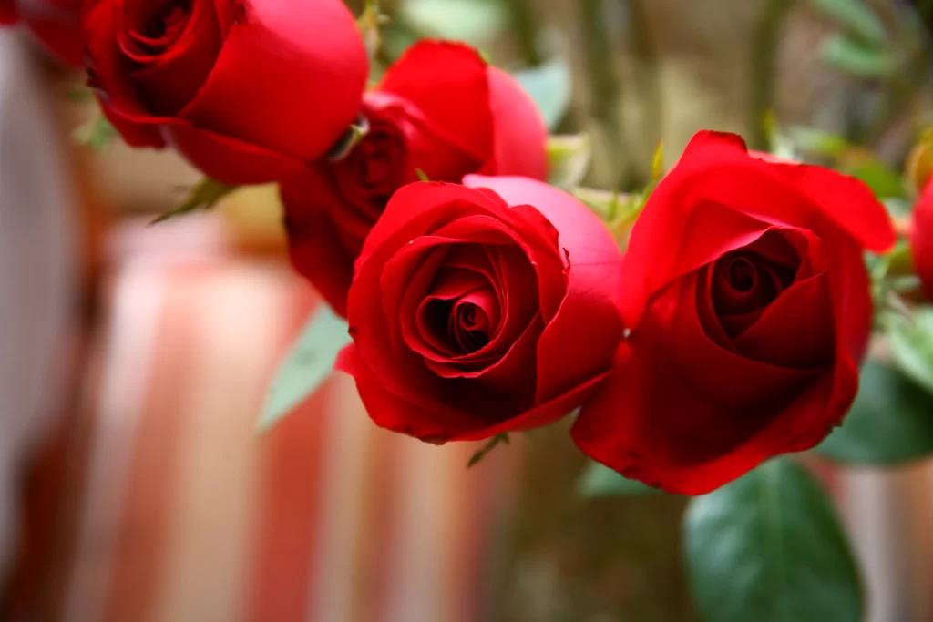 Red Rose Petals Green Leaves Blurred Background