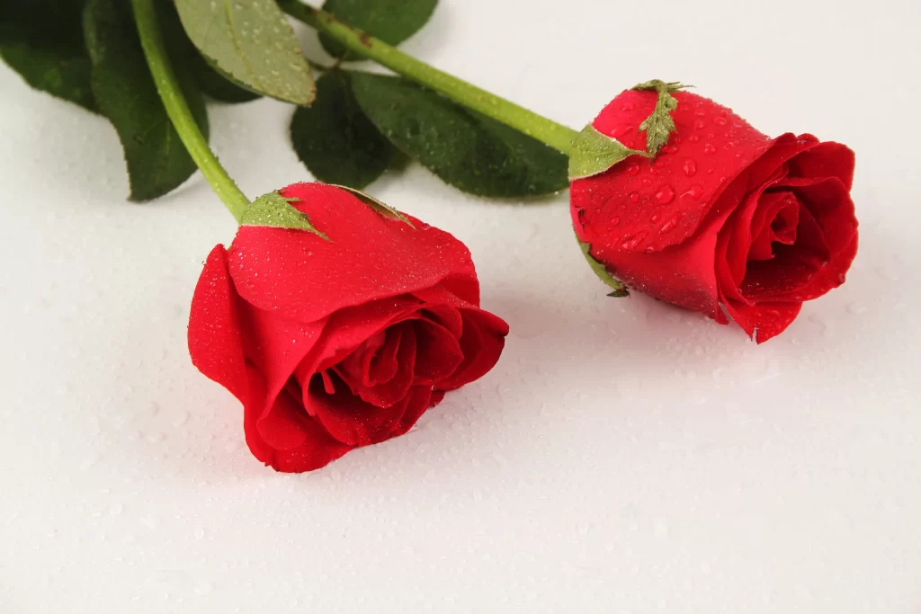 Red Rose Petals Green Leaves White warm Background