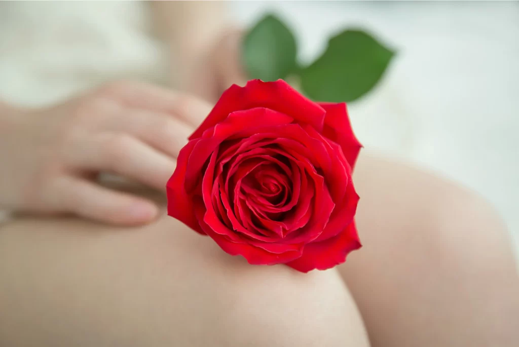 Red Rose Petals Green Leaf White Background