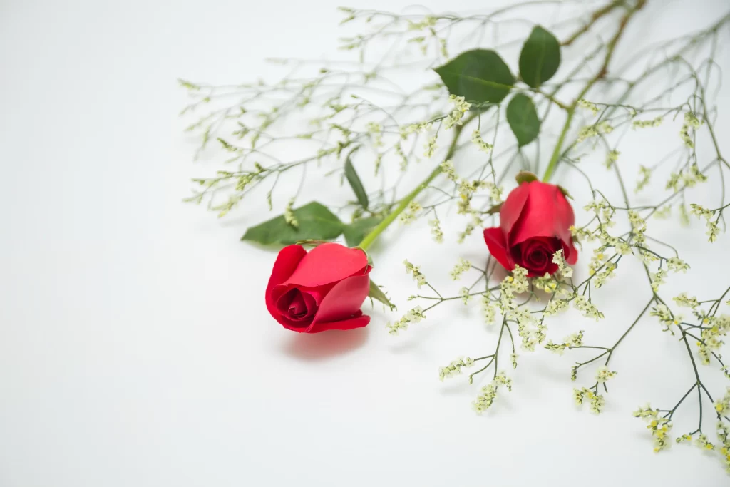 Red Rose Petals Green Leaves White Background