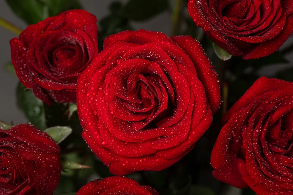 Red Rose Petals Green Leaves warm Dewdrops