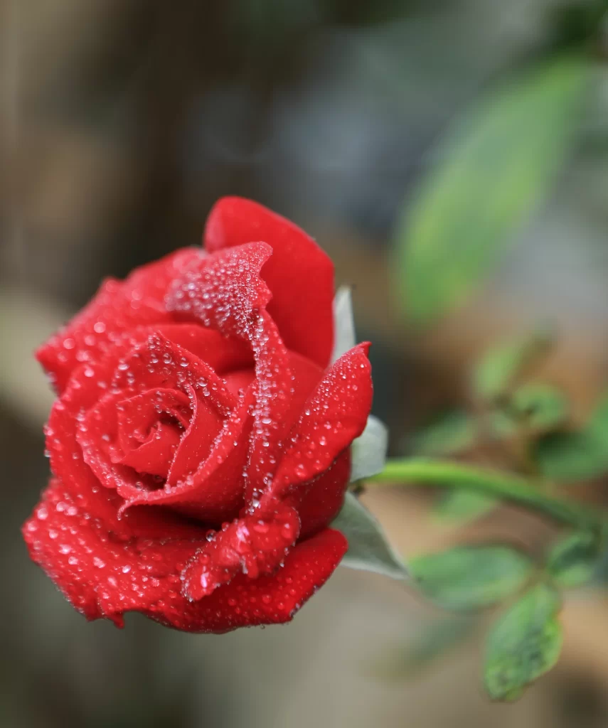 Red Rose Petals Green Leaves warm Dewdrops