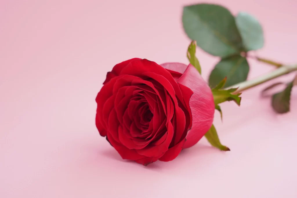 Red Rose Petals Green Leaves Pink Background