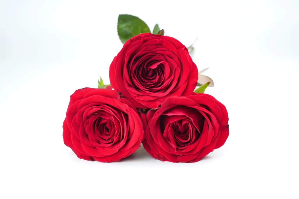 Red Rose Petals Green Leaves White warm Background