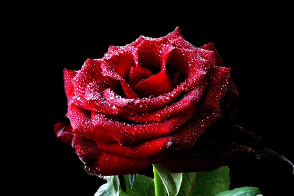 Red Rose Petals Green Leaves Black dark Background
