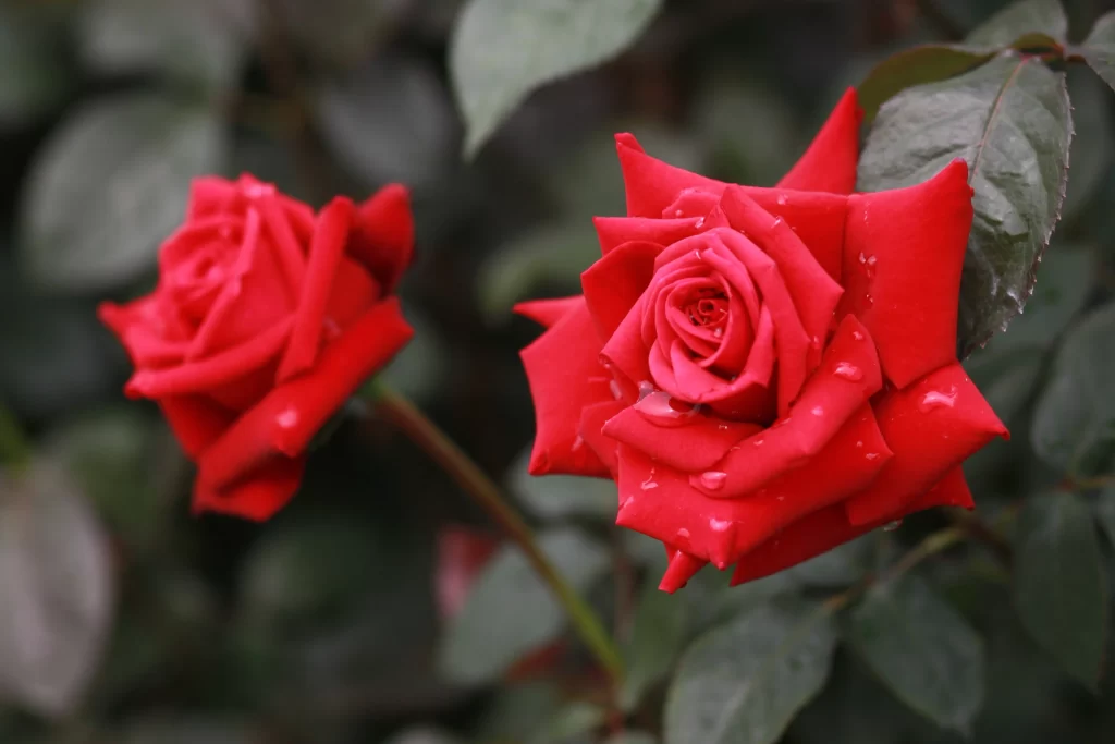 Red Rose Petals Green Leaves warm Dewdrops