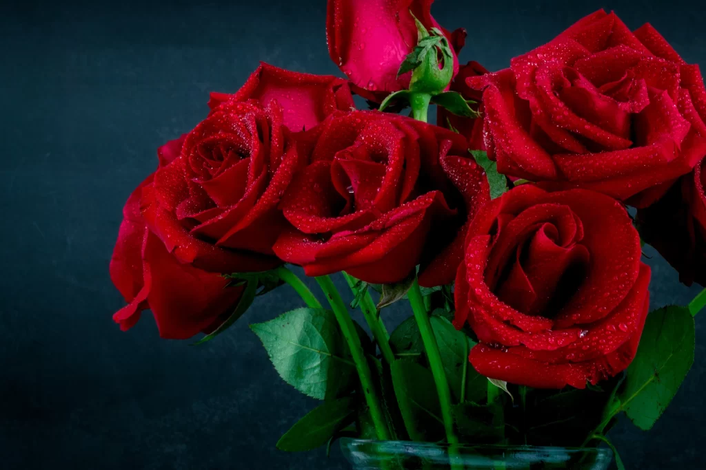 Red Rose Petals Green Leaves Dark Background