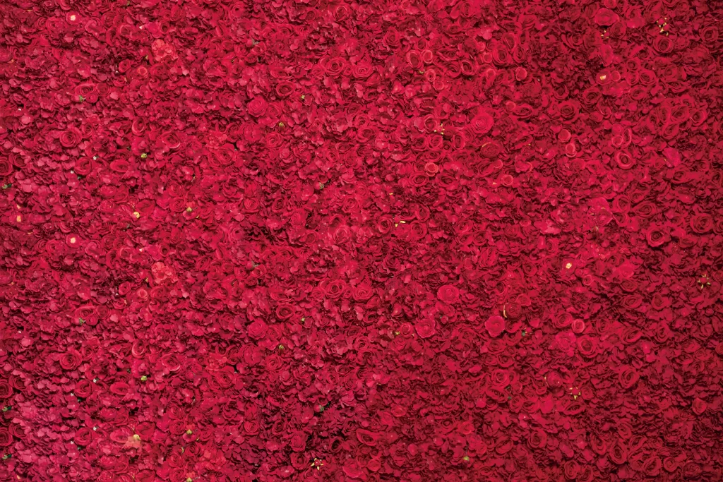 Red Rose Petals Green Stem