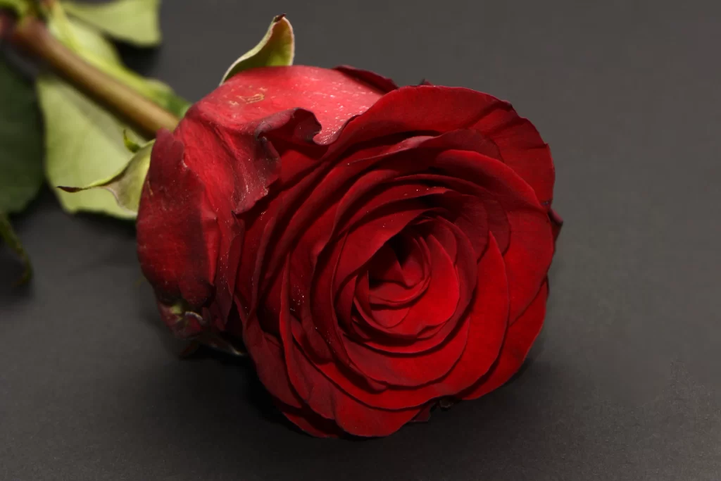 Red Rose Petals Green Stem Dark warm Background