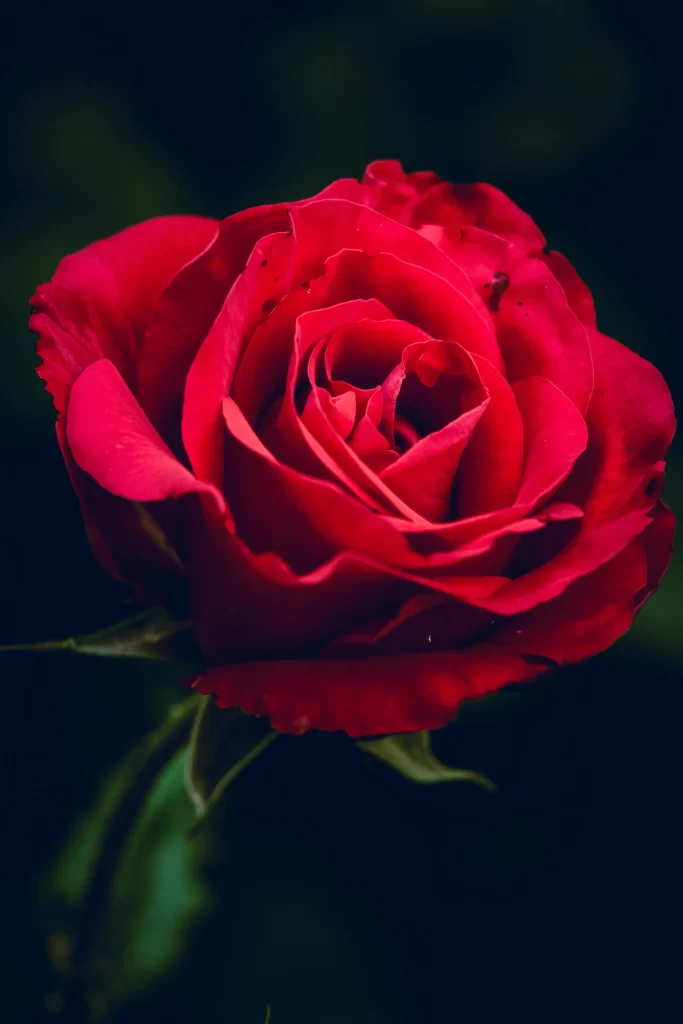 Red Rose Petals Green Stem Dark Background