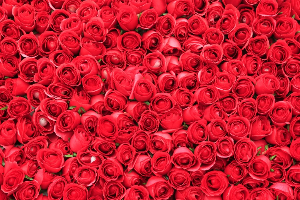 Red Rose Petals Green Stem